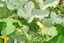 Powdery mildew of zucchini